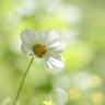 战争之王